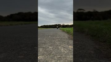 [ID: ZKeVetG99HA] Youtube Automatic
